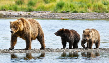Fat bear week 2026