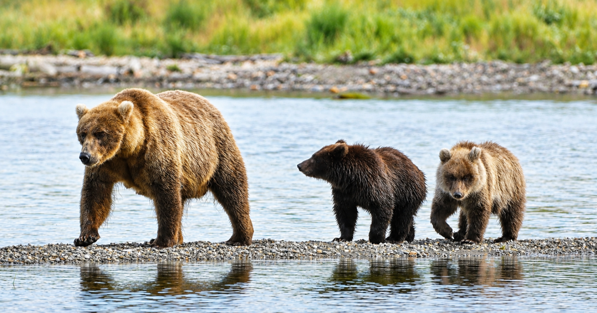 Fat bear week 2026