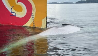 Endangered fin whale discovered dead on bow of cruise ship in Alaska