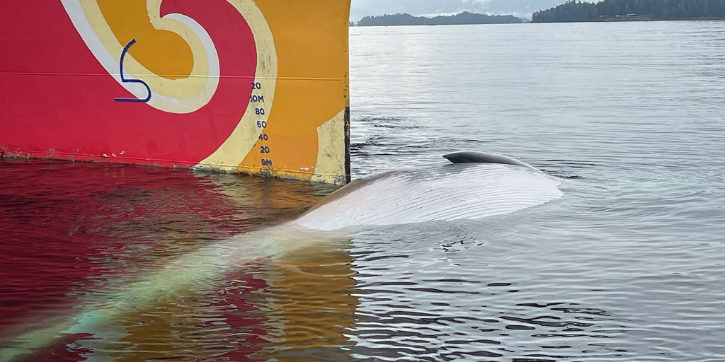 Endangered fin whale discovered dead on bow of cruise ship in Alaska