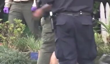 Mountain lion spotted and captured in San Francisco - YouTube