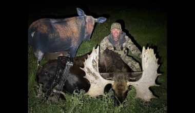 Wyoming Bowhunter Walks Behind Moose Decoy To Fool Huge Bulls In Alfalfa Field