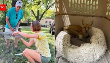 At 78, Nashville songwriter Jerry Vandiver spends hundreds of volunteer hours trapping foxes sick with mange; the wildlife rescue he supports has already treated more than 60 foxes this year