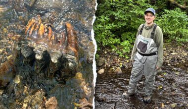 Rare Ice Age mastodon tooth found by scientist in San Mateo County, California