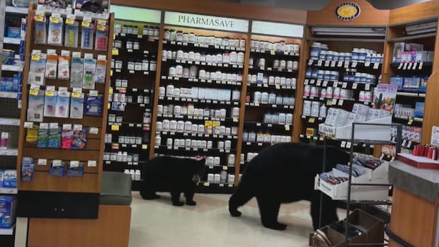 Bear killed by authorities after wandering through pharmacy with cub in Hope