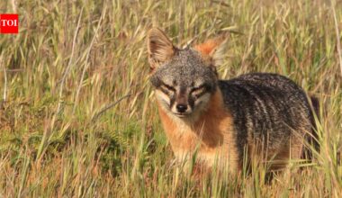 In 1999, just 15 island foxes remained on each of two California islands; captive breeding and ecosystem restoration pulled the species back from extinction