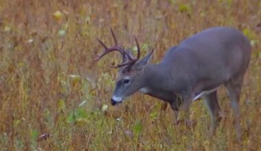 Washington County deer EHD cases surpass 1,100