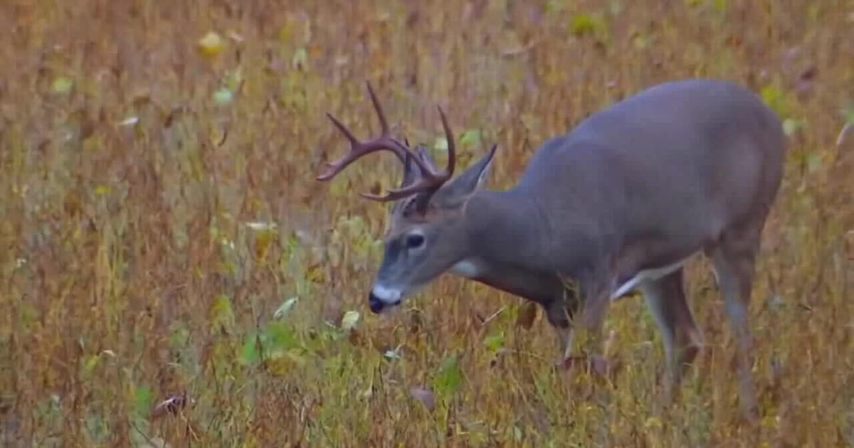 Washington County deer EHD cases surpass 1,100