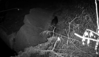 River otters are showing up in San Antonio River. What do their return mean for city’s waterways?