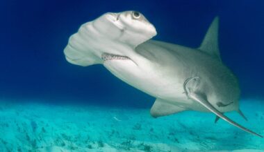 Rare albino hammerhead shark captured on video off Wrightsville Beach, North Carolina