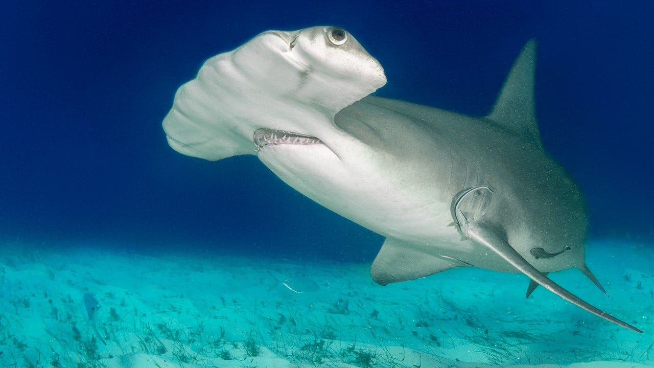 Rare albino hammerhead shark captured on video off Wrightsville Beach, North Carolina
