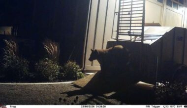 Mapleton bear removed from neighborhood