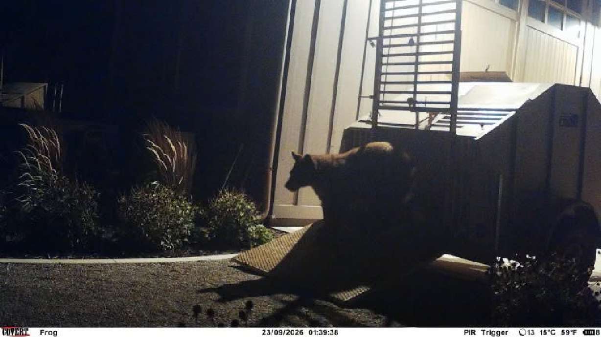 Mapleton bear removed from neighborhood