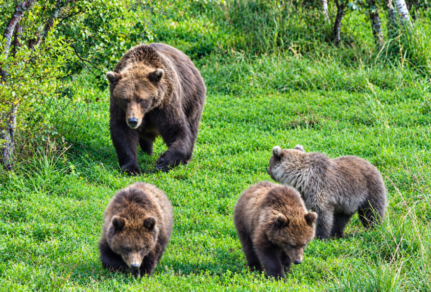 A mama bear and three cubs