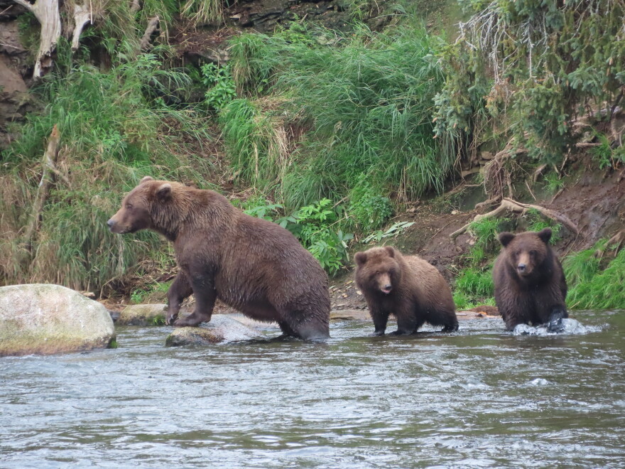 A bear family