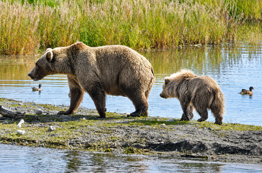 One of Bear 901's cubs disappeared from Katmai National Park over the summer, according to her NPS biography. Her surviving cub is a chunky one.