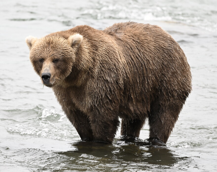 Marshmallow, Bear 131, is one of a few with names at Katmai National Park and Preserve. Her NPS biography says she has never been observed with cubs.