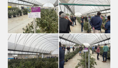 Fall Creek Connect Day highlights genetics, plant quality and regional growth opportunities