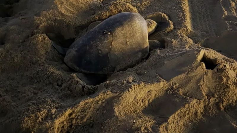 Tropical sea turtles nesting in California for the first time