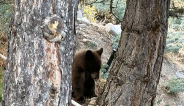 Bear tranquilized, removed from Salt Lake City's Avenues neighborhood