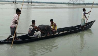 Fishermen in India rescue drowning elephant calf, help reunite it with mother