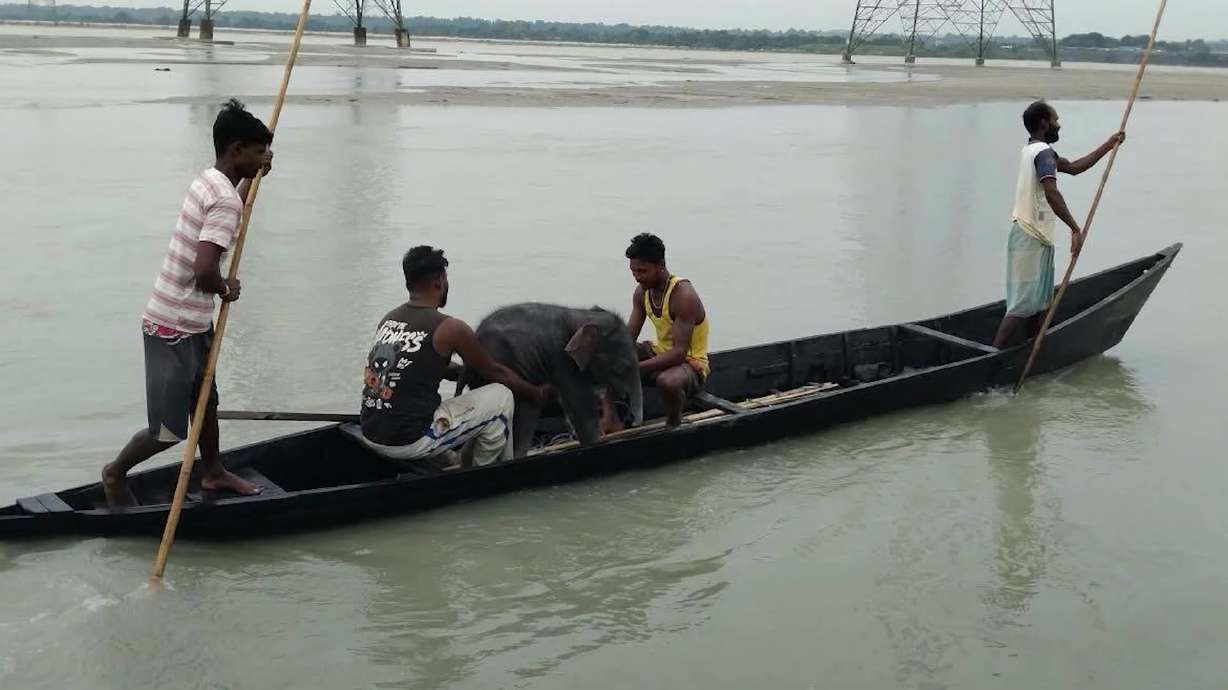 Fishermen in India rescue drowning elephant calf, help reunite it with mother