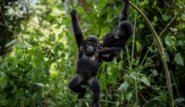 Ugandans plant trees near national park to keep people out of gorillas' habitat