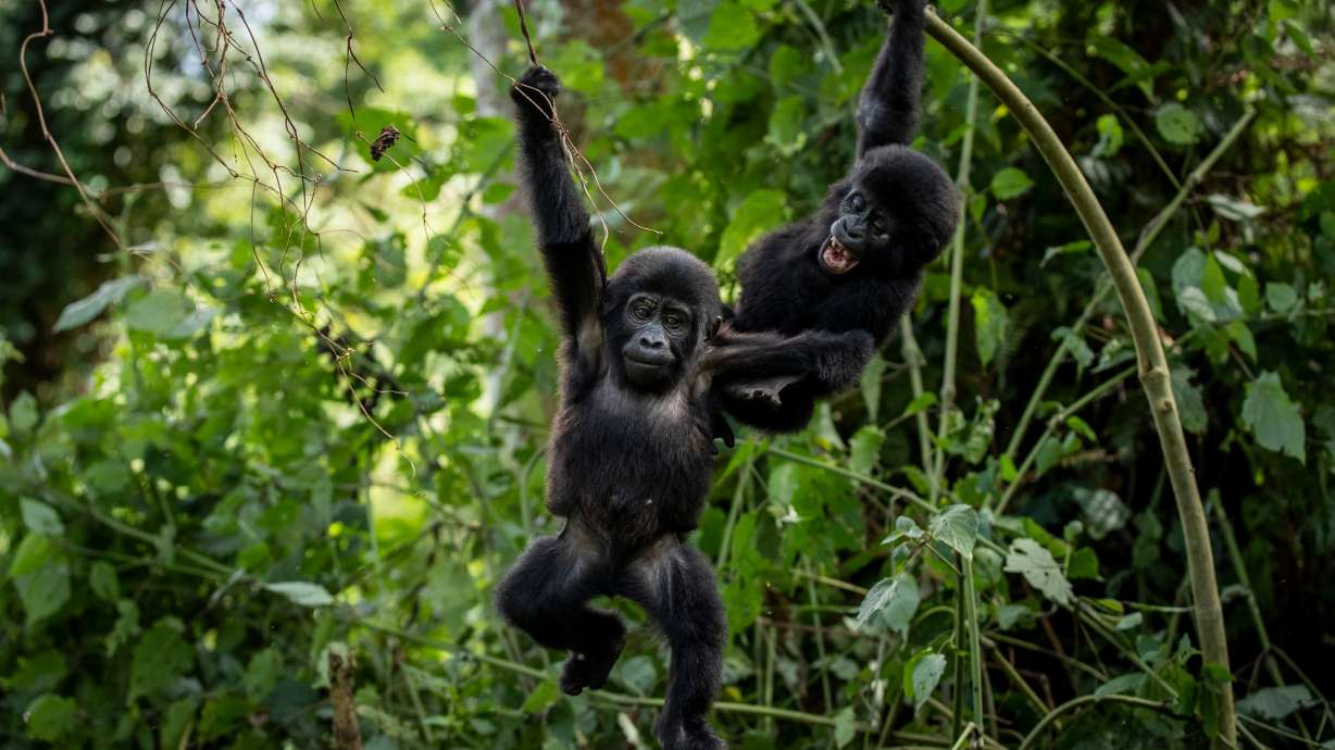 Ugandans plant trees near national park to keep people out of gorillas' habitat