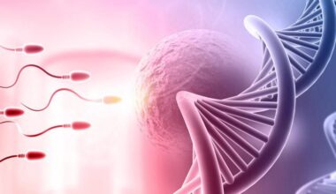 Fertilizing Egg Sperm DNA Genetics