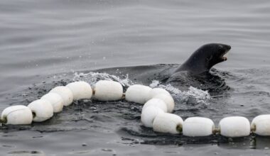 Trump administration order urges ‘robust’ harvest of sharks, seals and sea lions