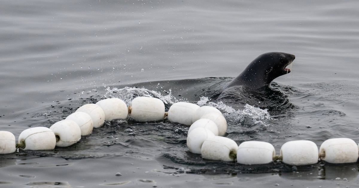 Trump administration order urges ‘robust’ harvest of sharks, seals and sea lions