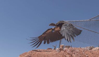 Endangered Utah bird species to get a boost. Here's how to watch its population soar
