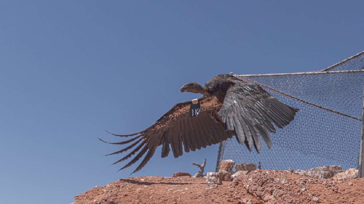 Endangered Utah bird species to get a boost. Here's how to watch its population soar