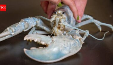 Meet Casper: The rare white ‘ghost’ lobster found in 1 in 100 million now has a new home in Maine; scientists are studying its unusual color by analyzing more than 15,000 genes