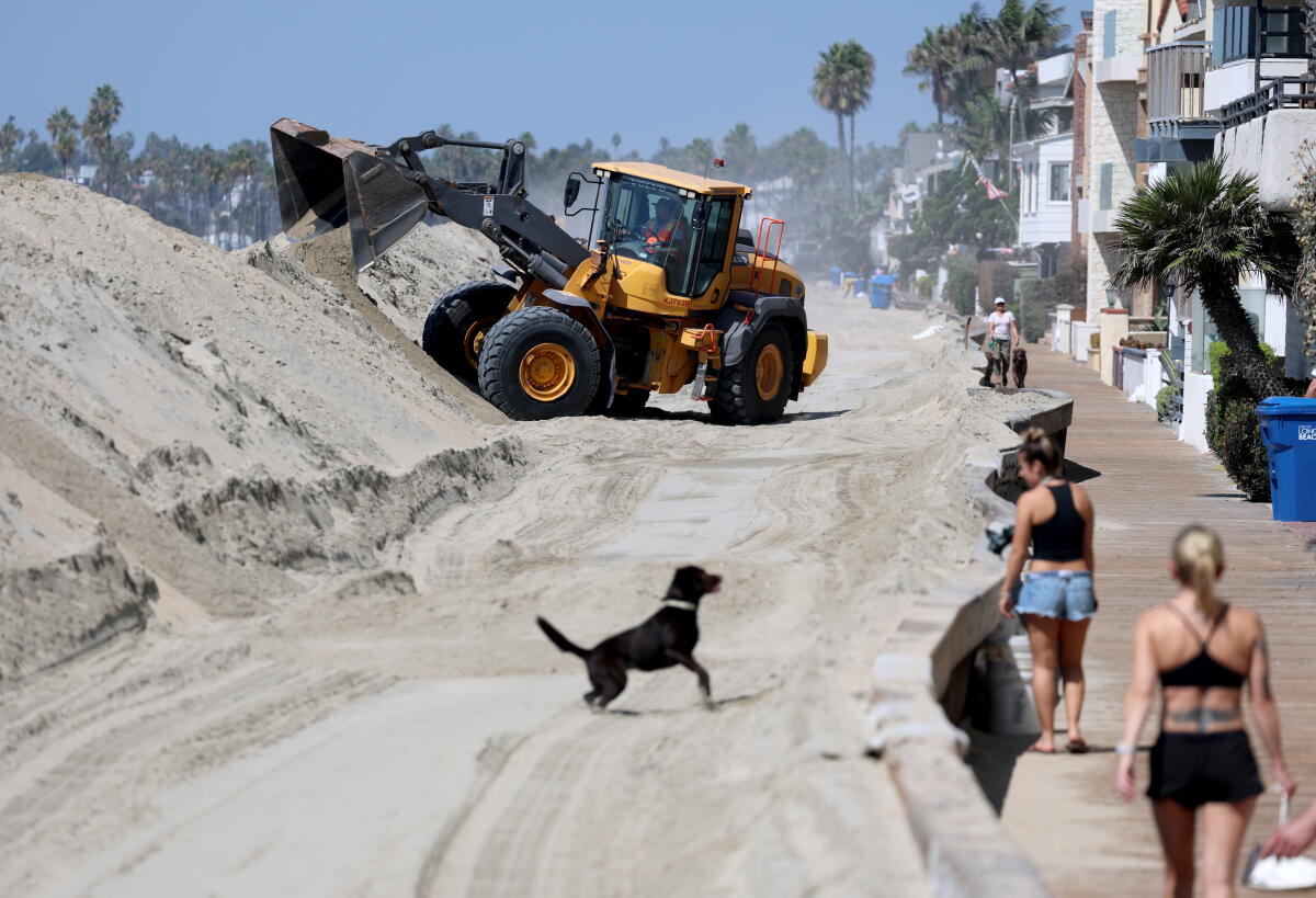 A dog plays in the sand in Long Beach as heavy equipment operators construct berms to protect homes on the Long Beach.