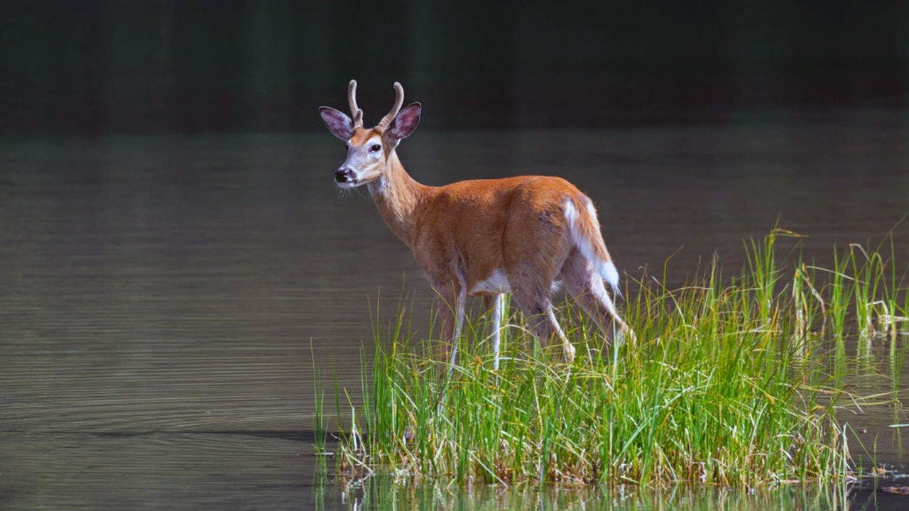 Bass angler couldn't use LiveScope, so he followed whitetail deer to find the fish instead