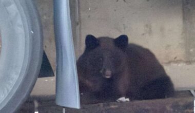 Bear euthanized after being spotted in Ogden mall parking lot