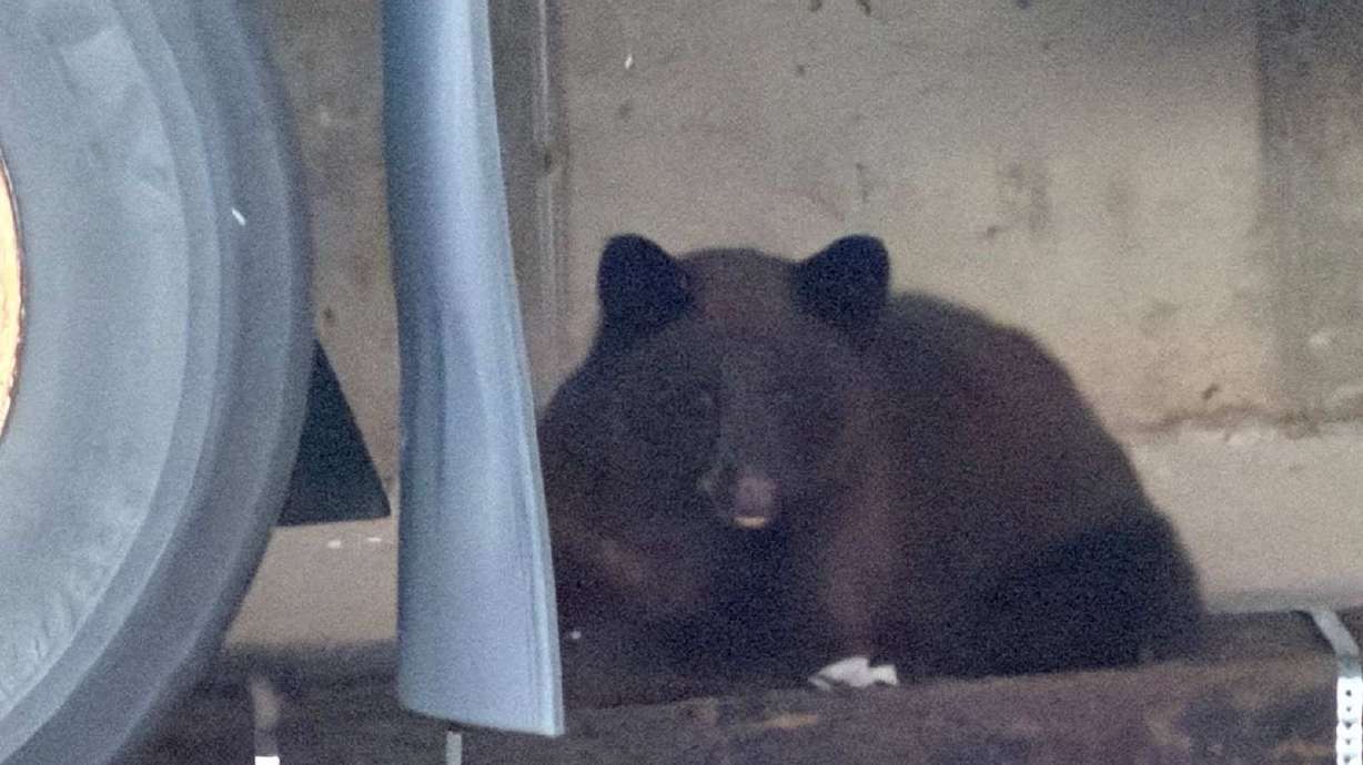 Bear euthanized after being spotted in Ogden mall parking lot