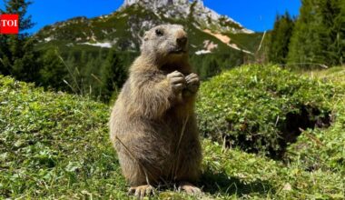 Two mountain marmots appeared separately in San Francisco and Antioch in September after apparently hitching rides in vehicles; 18 days later, rescuers released both animals nearly 7,800 feet up near Lake Tahoe