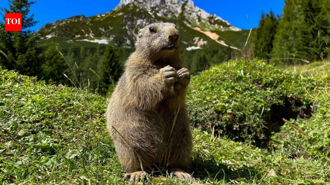 Two mountain marmots appeared separately in San Francisco and Antioch in September after apparently hitching rides in vehicles; 18 days later, rescuers released both animals nearly 7,800 feet up near Lake Tahoe