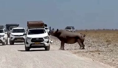 Have You Seen This? Rhino rams tourist's car during safari in Namibia