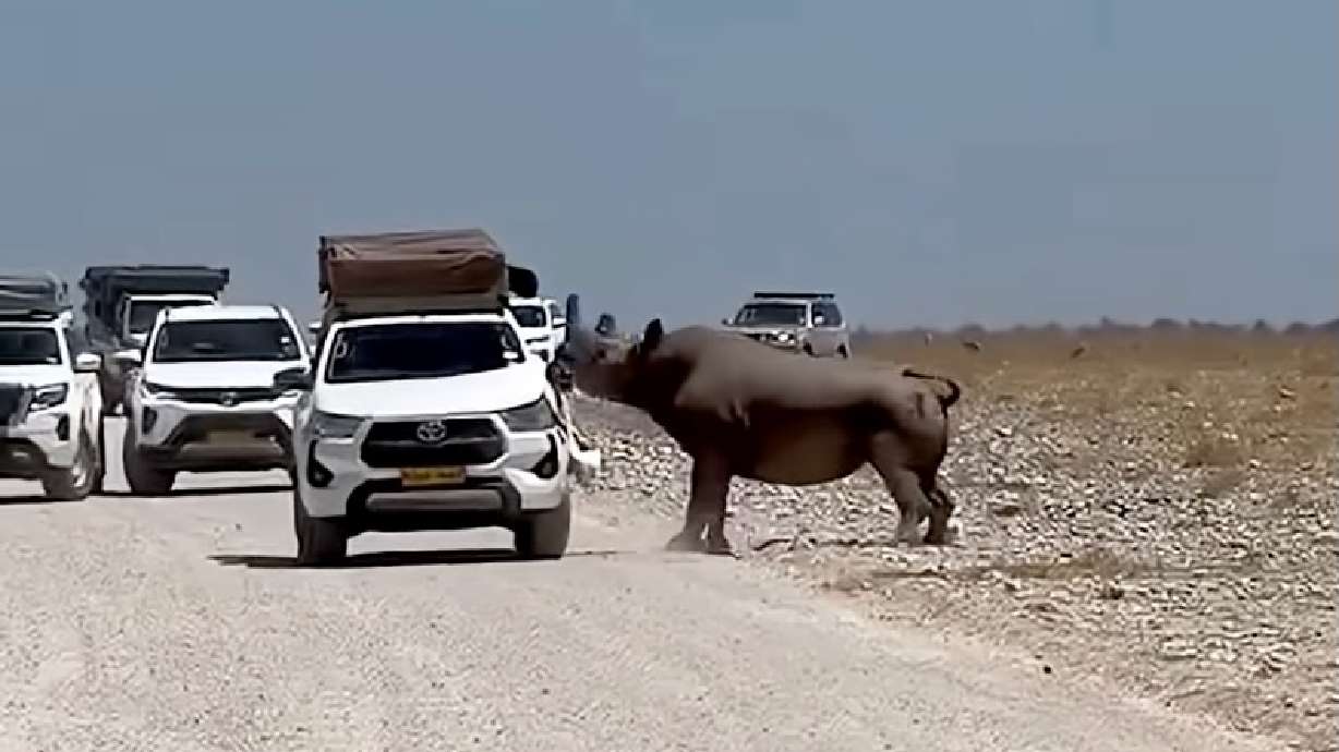 Have You Seen This? Rhino rams tourist's car during safari in Namibia