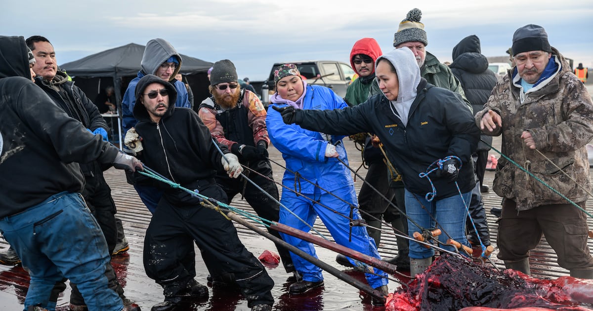 ‘Very joyful times’: Three whaling crews deliver excitement and traditional food to the shores of Utqiaġvik