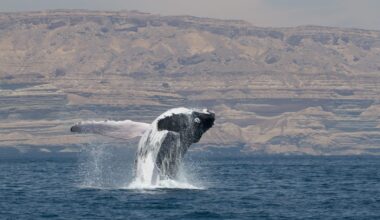 Genetic study supports naming Arabian Sea humpbacks as a distinct subspecies : Maui Now