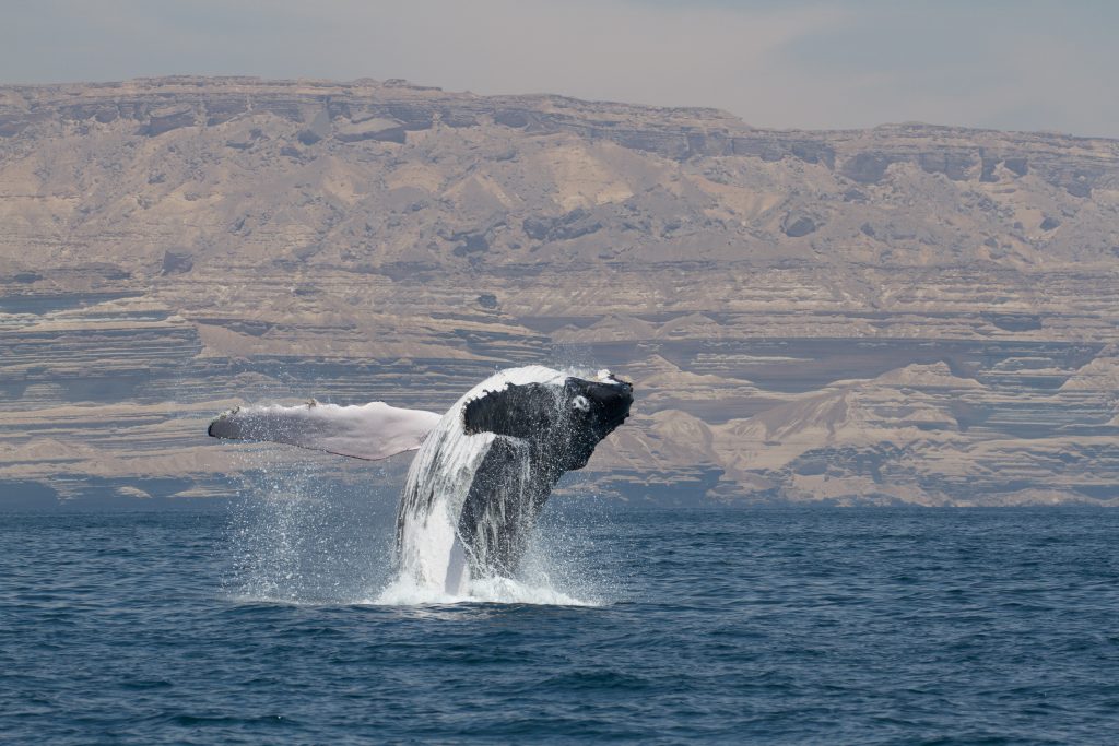 Genetic study supports naming Arabian Sea humpbacks as a distinct subspecies : Maui Now