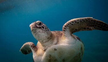 Ukrainian influencers filmed themselves sitting on top of sea turtle while it tries to lay eggs