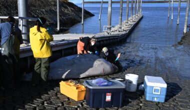 2 beluga whales found dead in Cook Inlet near Anchorage