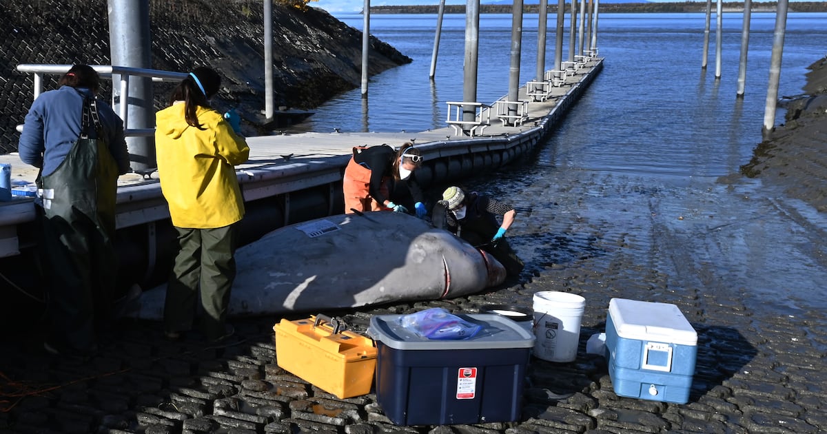 2 beluga whales found dead in Cook Inlet near Anchorage
