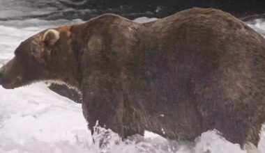 Gentle giant Backpack declared winner of Alaska’s Fat Bear Week