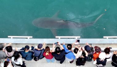 South Korea embraces a huge shark slowly circling a canal in the country's biggest port city